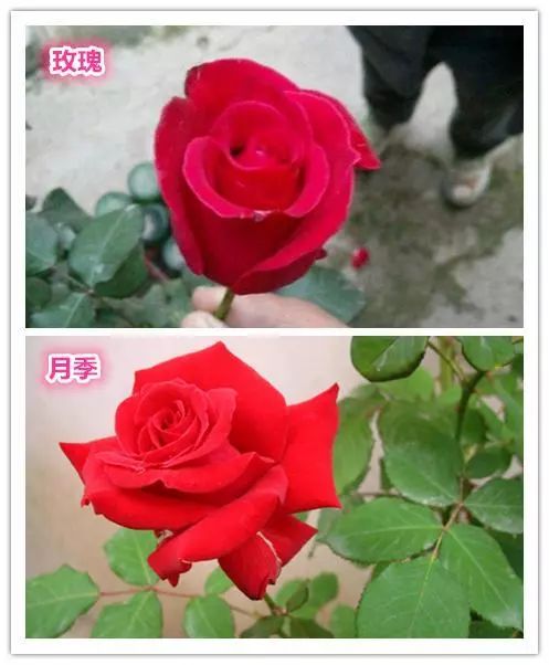 rose——玫瑰与月季