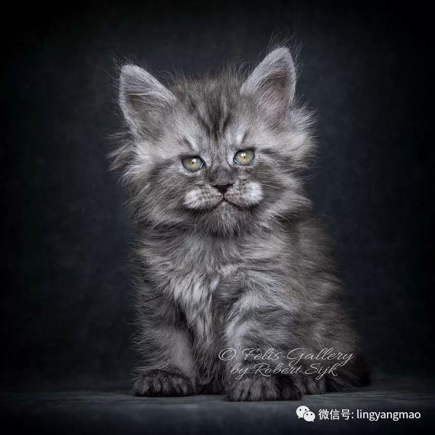 国外摄影师镜头下的缅因猫,每一只都威风凛凛,威严感十足!