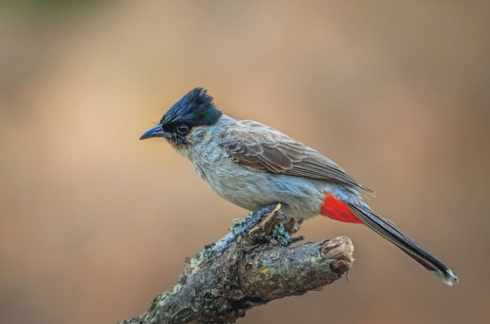 4)白喉红臀鹎 白喉红臀鹎(学名:pycnonotus aurigaster):体长18-23cm