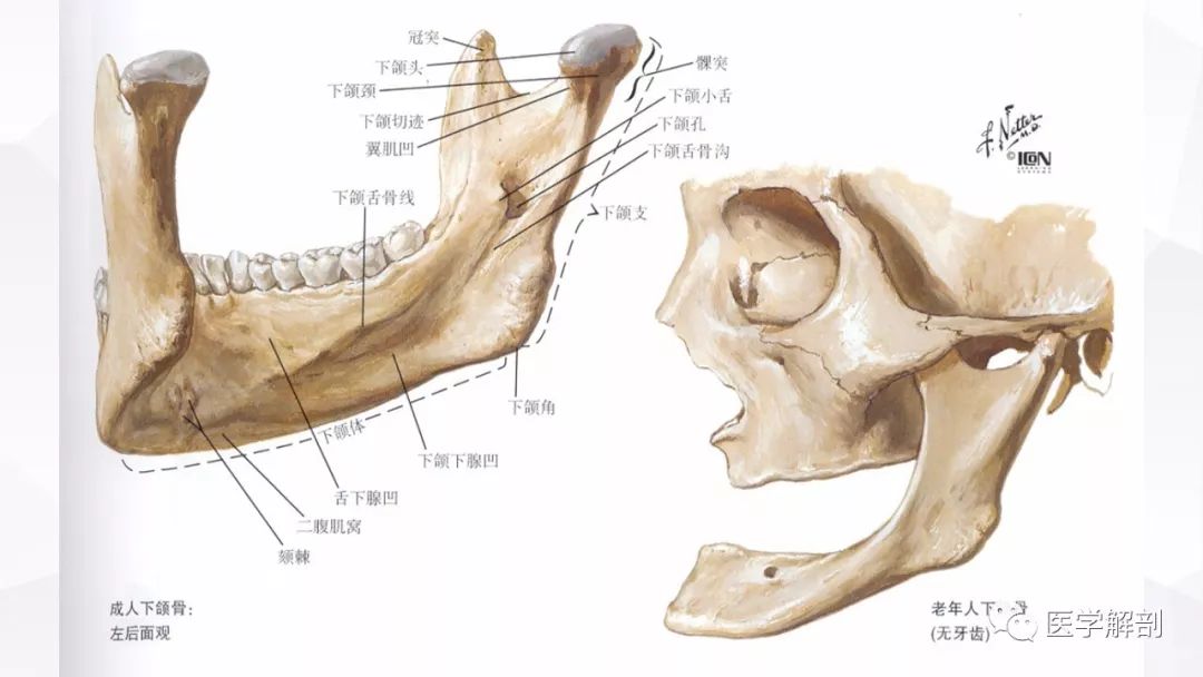 颅骨解剖下颌骨解剖图谱