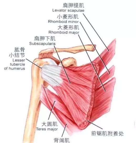 肩部压痛点检查