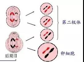 卵母产生第一极体细胞在前Ⅱ时期分到两个次级里面减数 分裂 末期Ⅰ