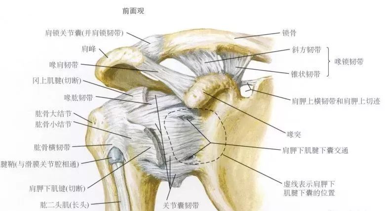 最全肩关节解剖及查体方法汇总_韧带