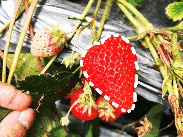 柳州周边草莓园攻略