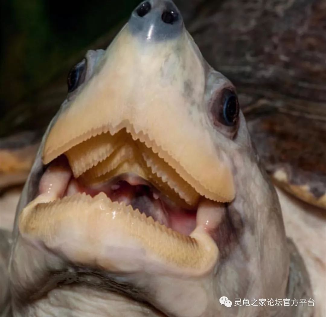 我们可能都没有仔细研究过龟的嘴部…_牙齿