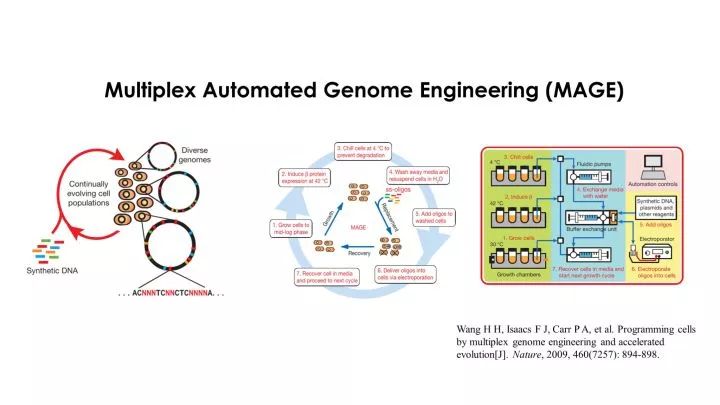 多重自动化基因组工程技术(multiplex automated genome engineering