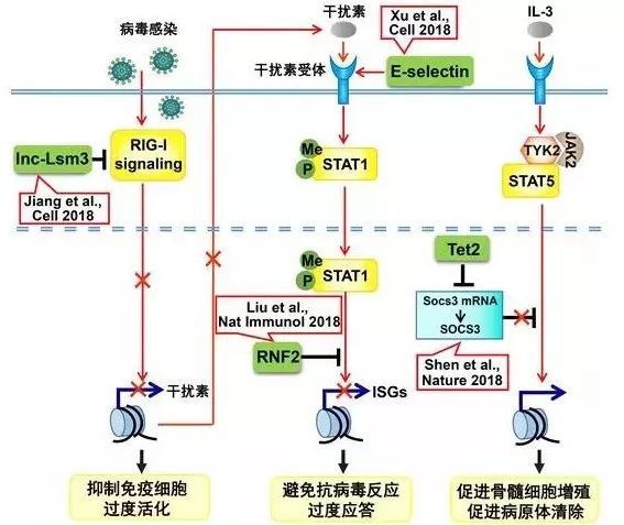 参与天然免疫应答与炎症反应的新型分子及其调控机制示意图