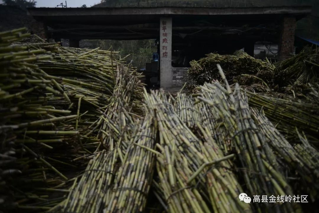 曾几何时,符江老城对面一水之隅那些村,满坡的均种植甘蔗.糖厂