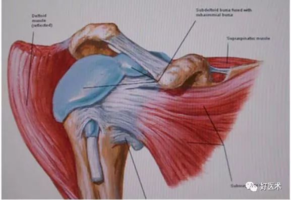 最全肩关节解剖及查体方法汇总_韧带
