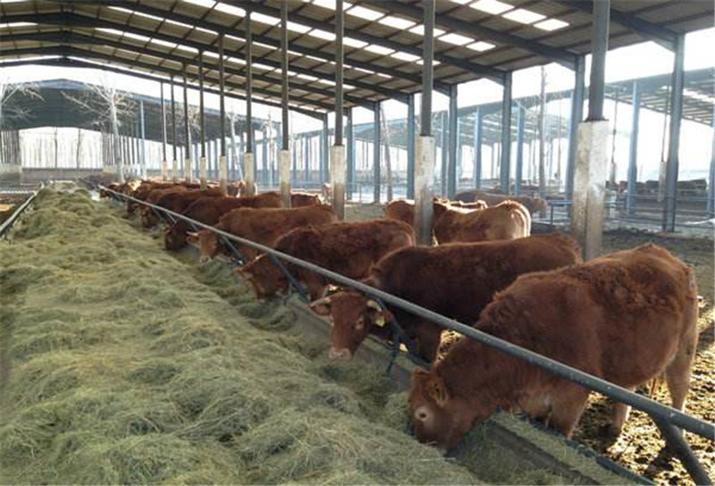 1000头的养牛场的粪便如何生产有机肥效益如何