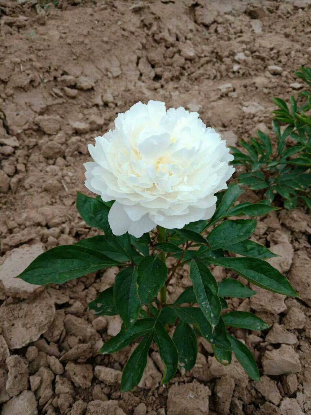 一味好药——“芍药”