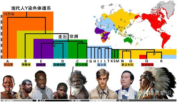 现代智人的底部是a型(m91,最为古老,都在非洲,代表是非洲的布须曼人