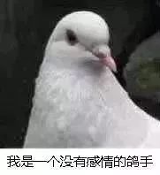 pigeon是什么意思