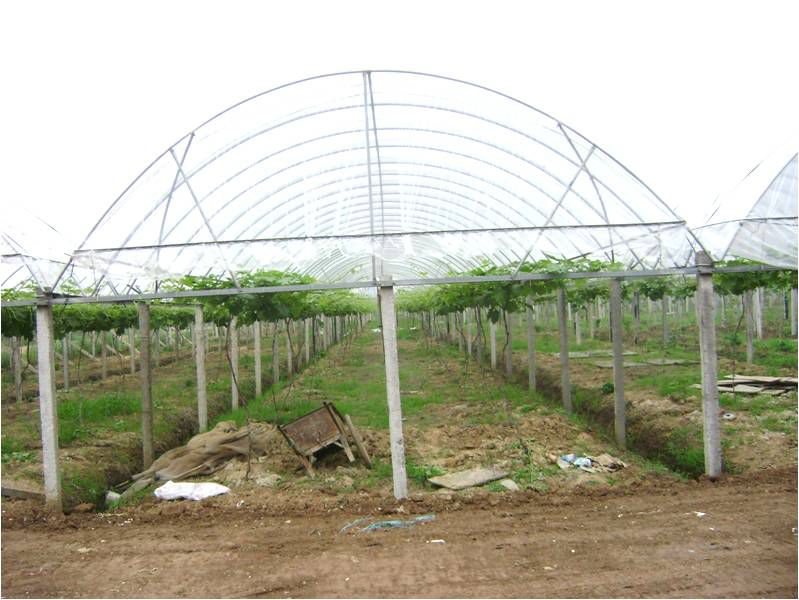 阳光玫瑰栽培模式和常用架型,树形