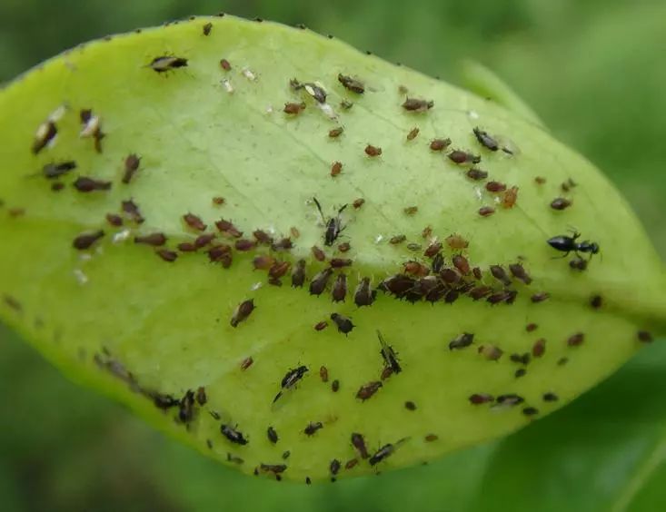 食蚜蝇幼虫伺机捕食蚜虫 一旦发生了茶二叉蚜虫害,首先要做到化学