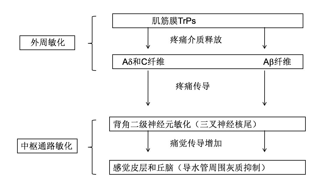 偏头痛的原理_神经末梢炎