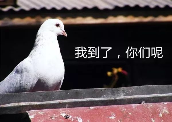 pigeon是什么意思