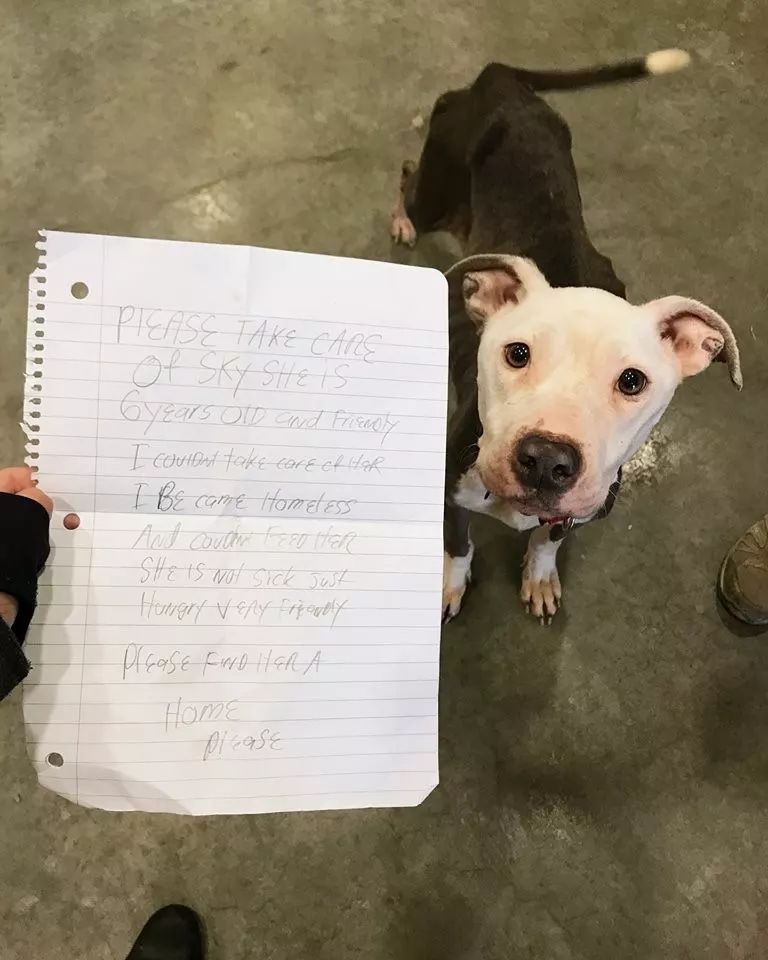 狗狗被遗弃救助站门前，身边的纸条写着：替我好好照顾它