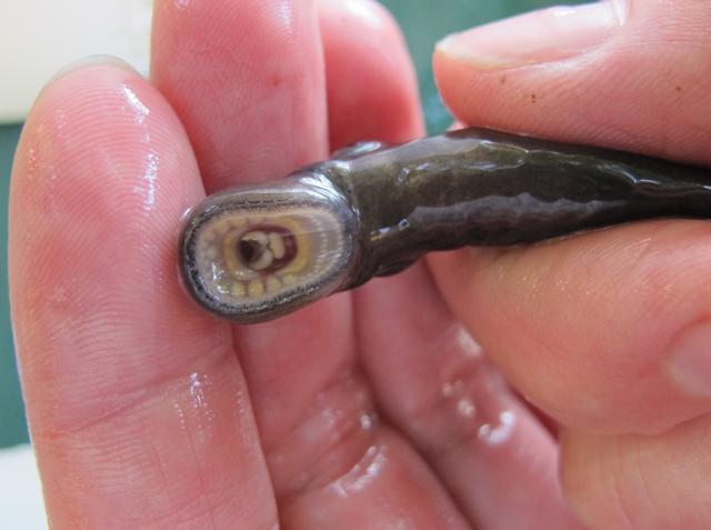 英国挖出800年前鱼篮专家抓七鳃吸血鳗鱼专用已失传