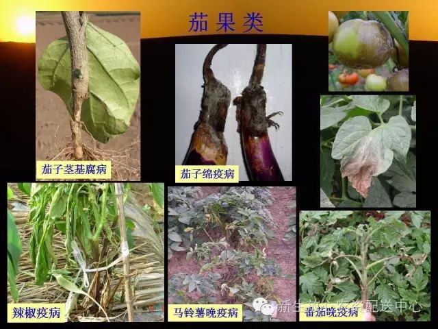 三分钟识别常见蔬菜病虫害(图文并茂)