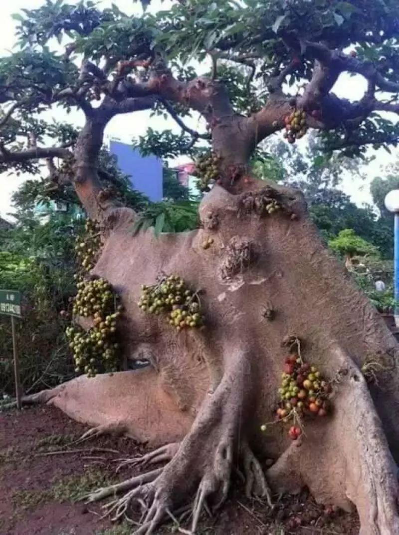 谁见过这样神奇的树!