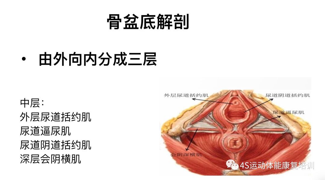 从盆底肌的解剖结构--解析盆底肌的功能,评估,干预与训练.