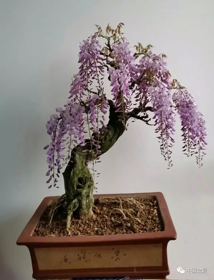 林能海-紫藤盆景