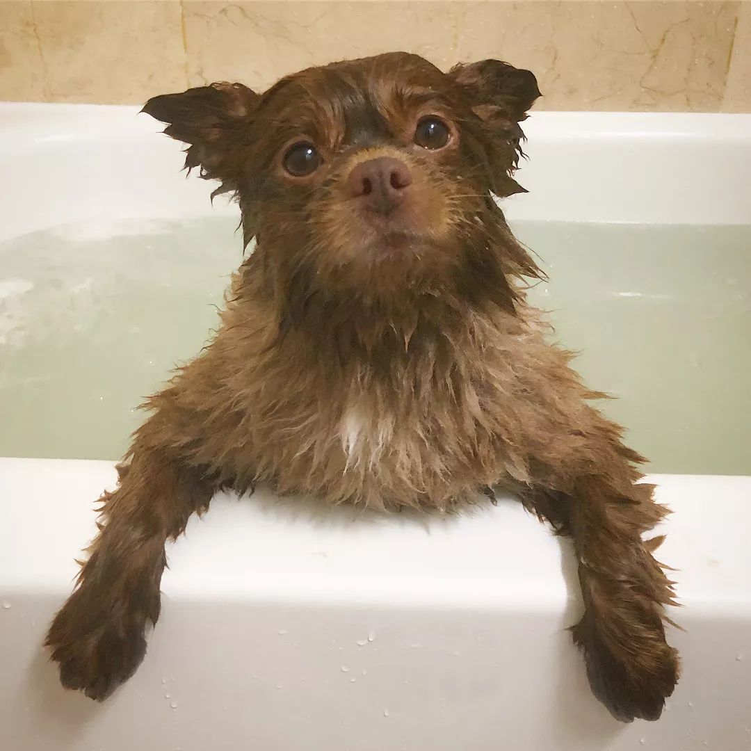 狗子洗澡时的样子，有的很搞笑，最后的金毛太乖巧了