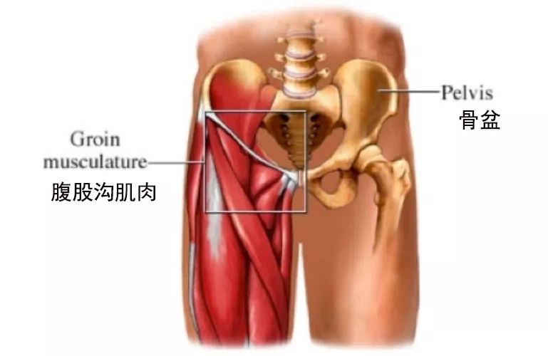 其实腹股沟的位置特别好找,比如上图中维密模特大腿与骨盆腹部的连接