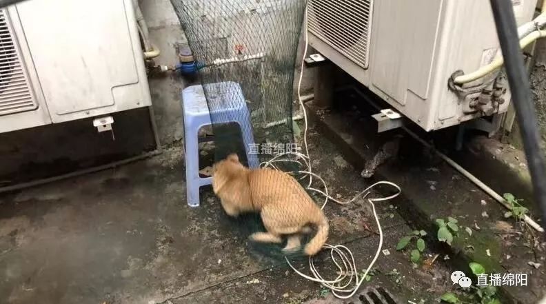 流浪犬行凶伤人 警察蜀黍请你吃"牢饭!_王鸿基