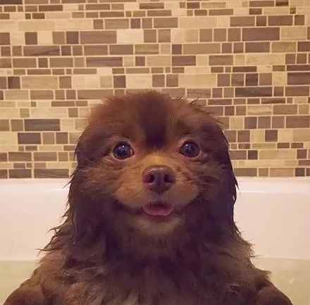 狗子洗澡时的样子，有的很搞笑，最后的金毛太乖巧了