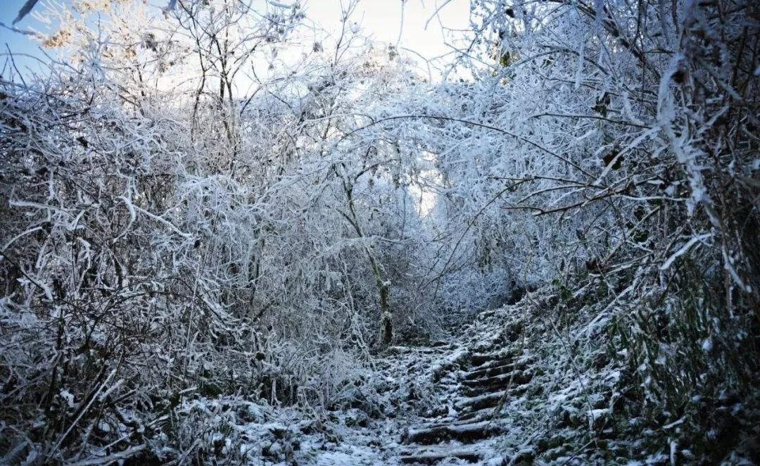 "雪中森林"—赵公山图源:@皇家哈士奇丿,@青木川有户人家③记得带走