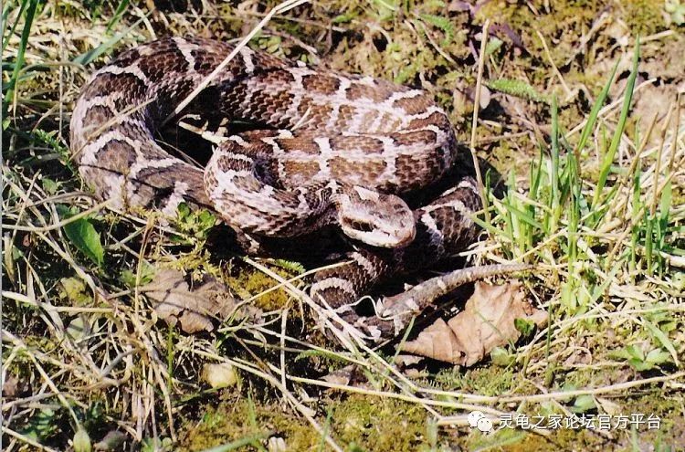 12,中介蝮蛇(gloydius intermedius)11,菜花原矛头蝮(protobothrops