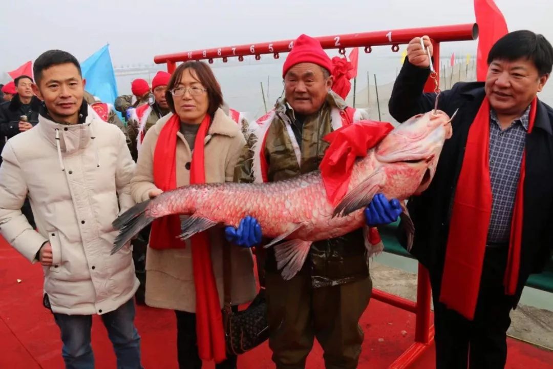 阜阳今冬"鱼王"现身!