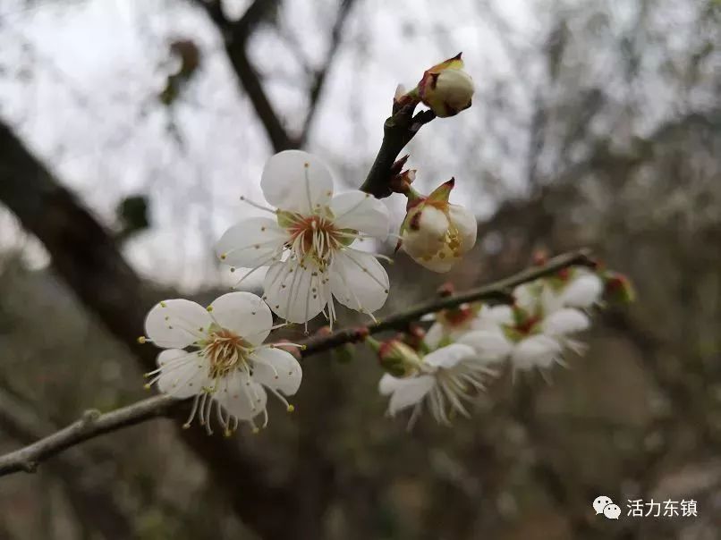 观梅行车线路指引一起去感受下繁花似锦!不妨就从寻梅开始!