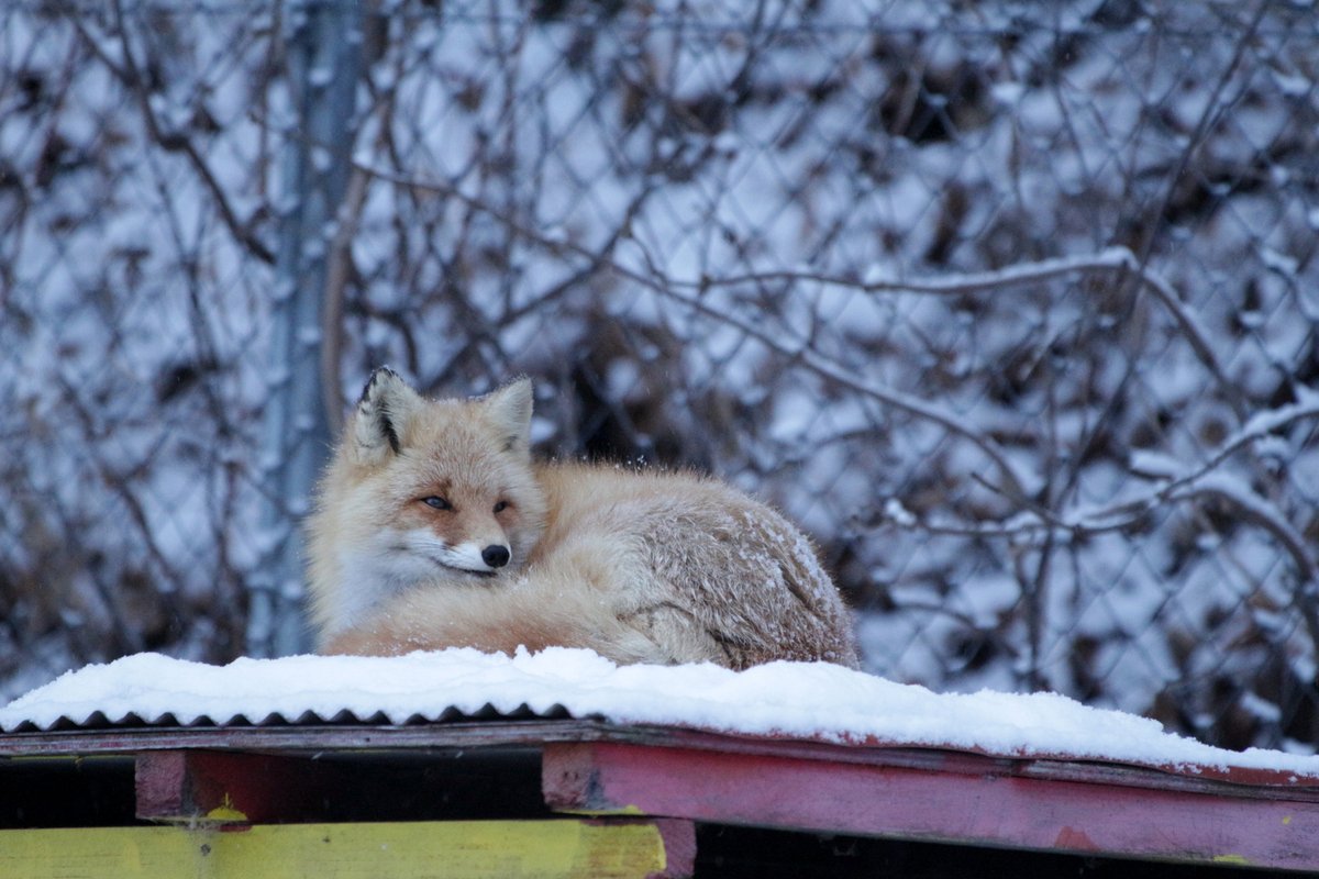 在雪地里跑酷的小狐狸们,名副其实的雪山飞狐啊!