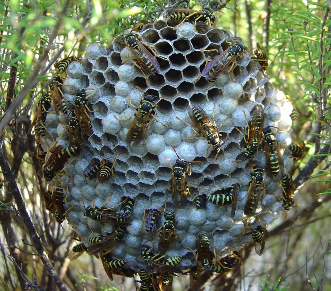 蜂房 散装露蜂房 整个马蜂窝软蜂房蜂巢大黄蜂窝非野生中药材大全