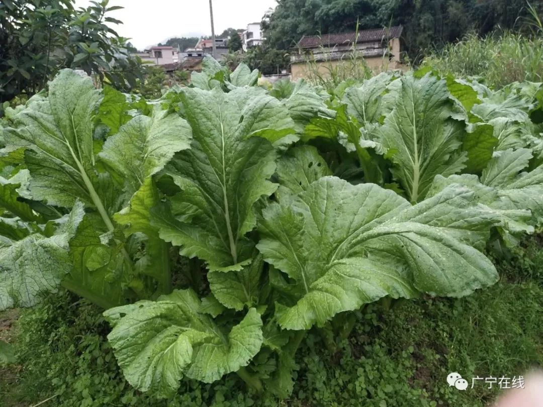 广宁扶楼村第三届芥菜节隆重开幕