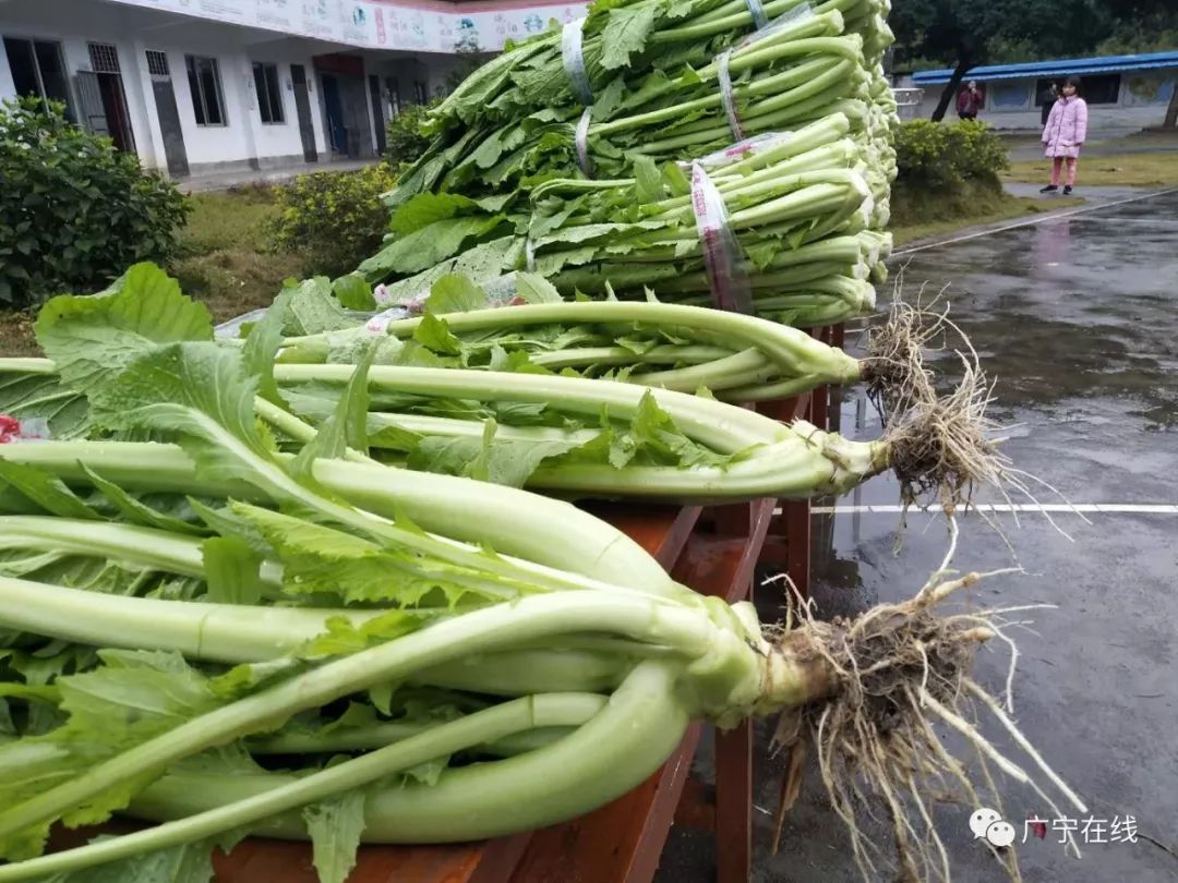 广宁扶楼村第三届芥菜节隆重开幕