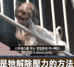 韩国的一只名叫Makdoong的狗狗，就有个让人十分头疼的习惯