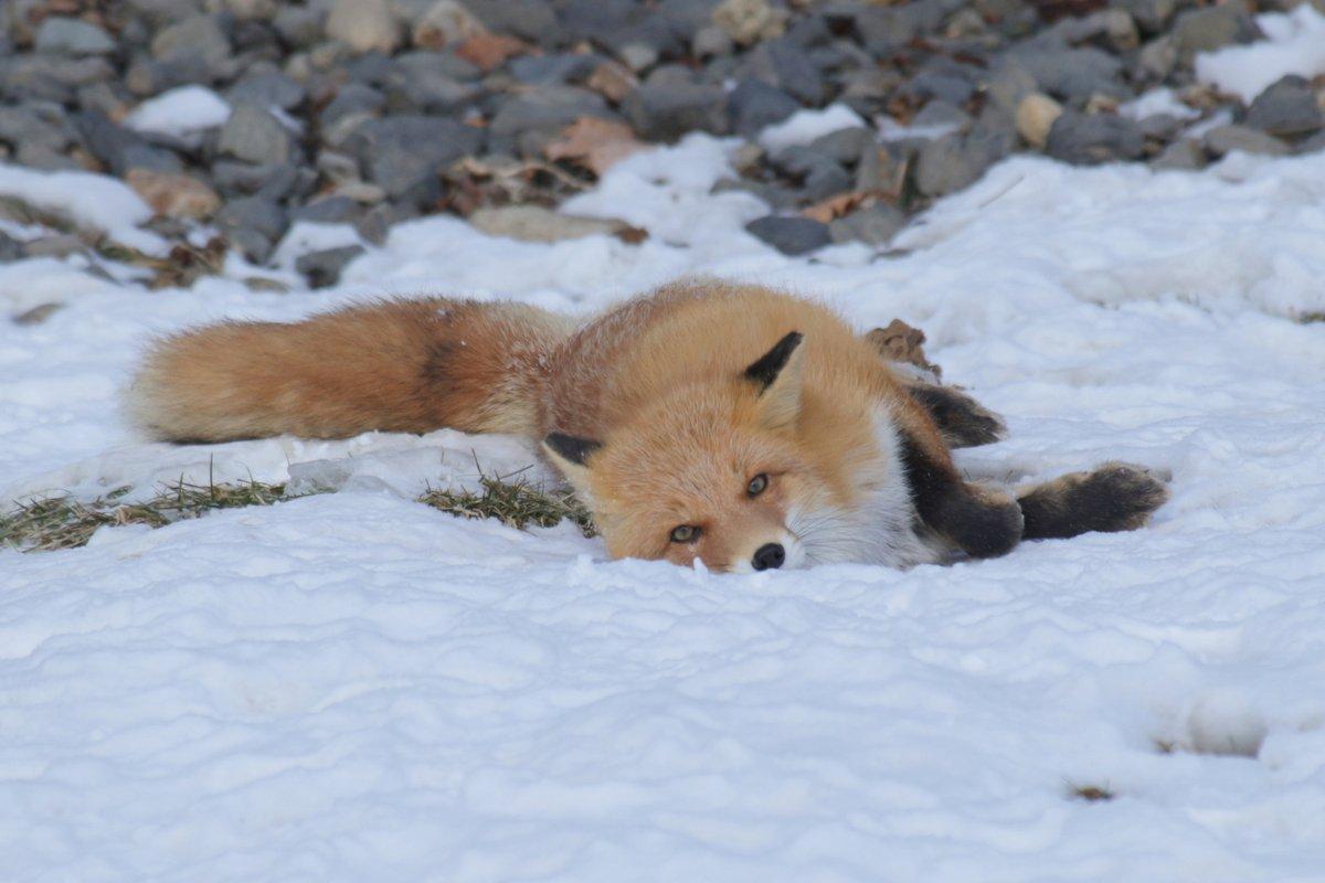 在雪地里跑酷的小狐狸们,名副其实的雪山飞狐啊!