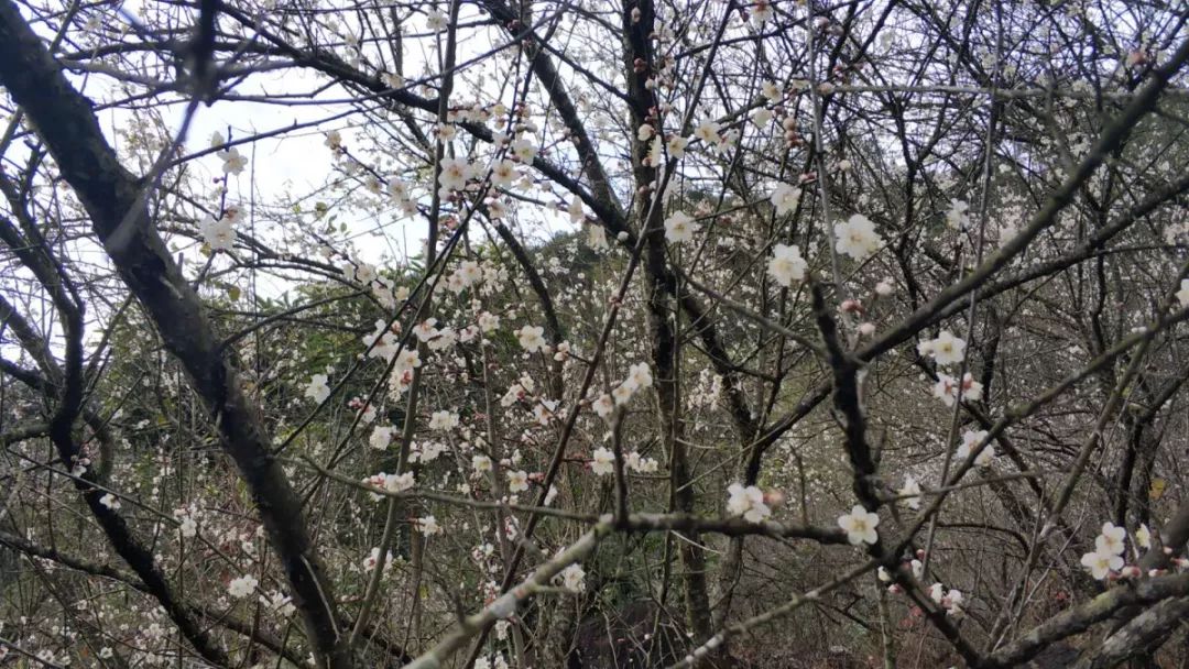 小寒日船埔吉告老仙洞千亩古梅园梅花初绽啦