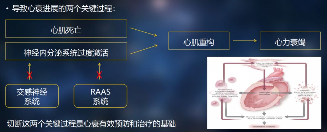 感神经兴奋和肾素血管紧张素醛固酮系统激活是影响心脏重构的主要机制