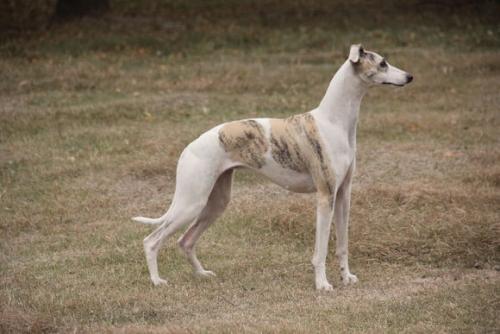 永盛彩票此犬被称为"小灵缇"是奔跑速度最快