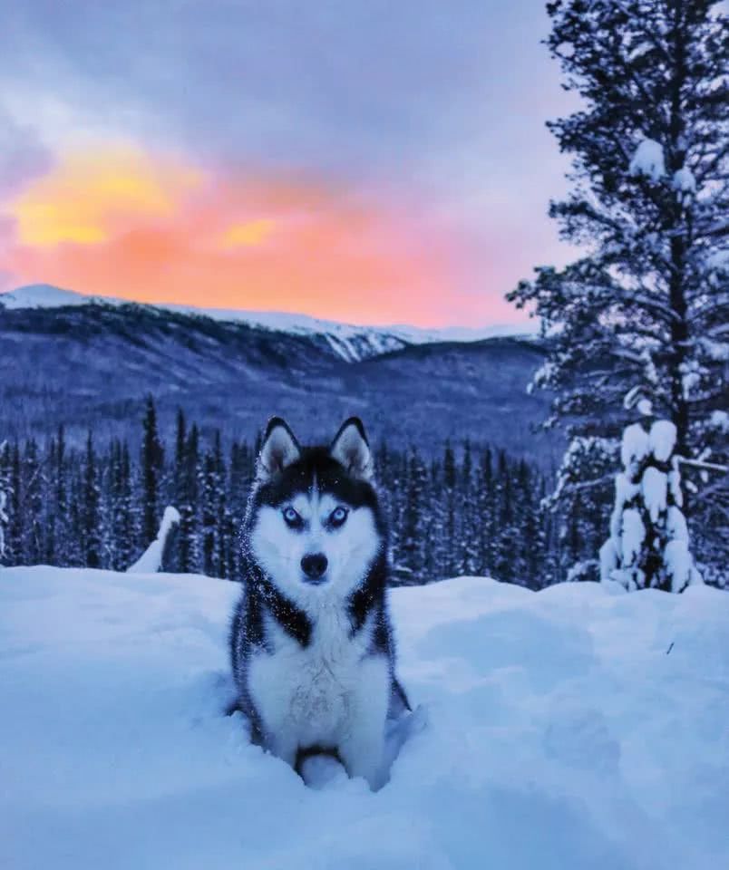 首先出场的哈士奇,作为著名的雪橇犬种,一定见过不少场面就像我们许多