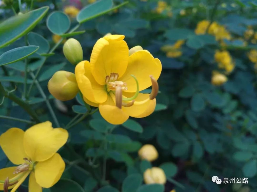 【路边植物】黄槐决明与双荚决明