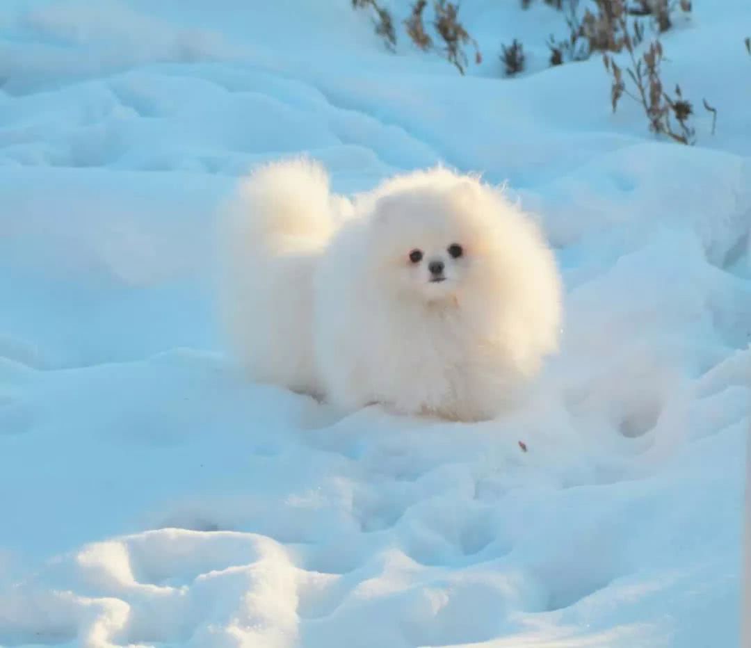 不同品种狗狗看到下雪的反应哈哈哈哈