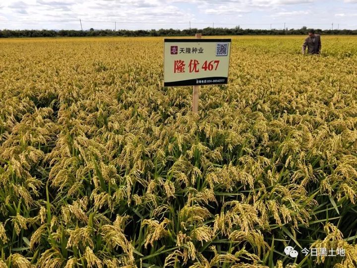 天隆小课堂:水稻种植户看过来!2019能不能赚大钱?