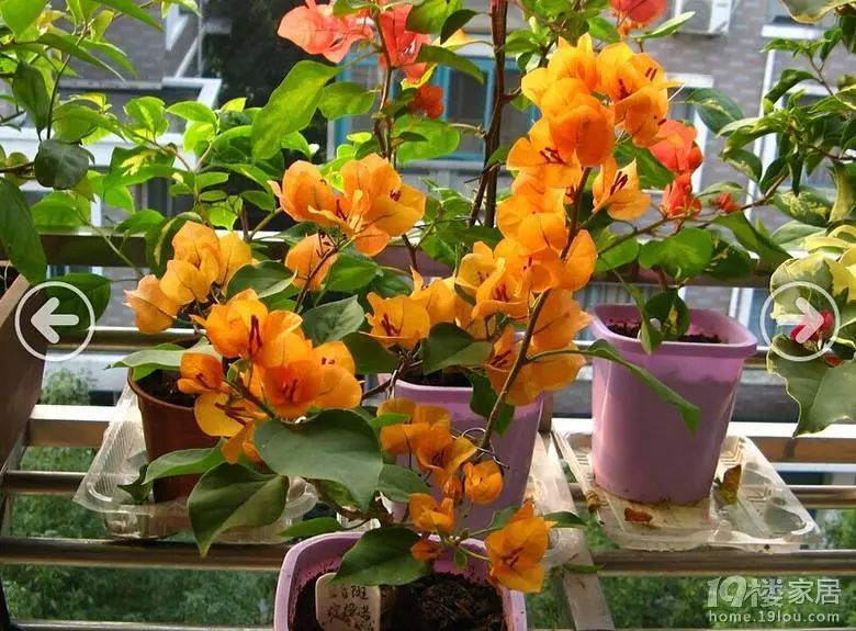 每日一花 | "柠檬黄"三角梅,比较勤花,开花一团团的!