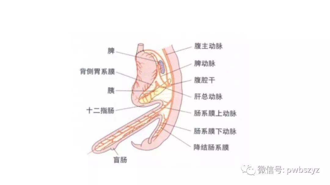 《大话胃癌》第三季 第十五集 腹腔镜下脾门淋巴结清扫(上)_解剖